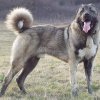 kangal.jpg