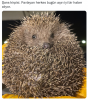 resim_2021-09-13_031544.png